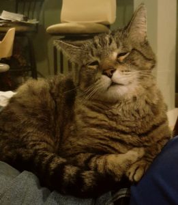 The late Tuxedo Park family pet cat, Stripes.