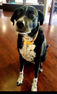 The friendly Tuxedo Park family pet dog, Mindy.