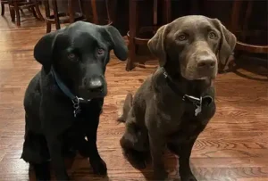 tuxedo-pets The Dogs Of Tuxedo Park Bed & Breakfast